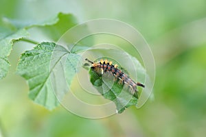 Caterpillar of orgyia antiqua