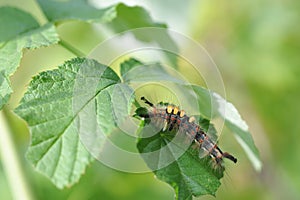 Caterpillar of orgyia antiqua