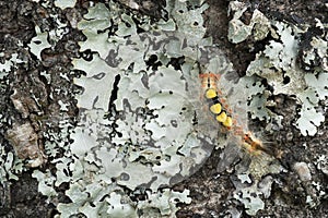 Caterpillar of Orgyia antiqua, the rusty tussock moth