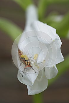 Caterpillar of Orgyia antiqua, the rusty tussock moth