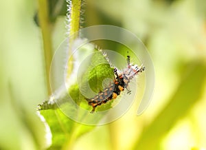 The caterpillar Orgyia Antiqua, rusty tussock moth or vapourer