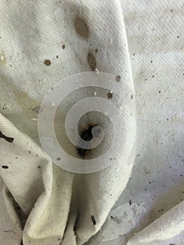 Caterpillar on an outdoor cloth