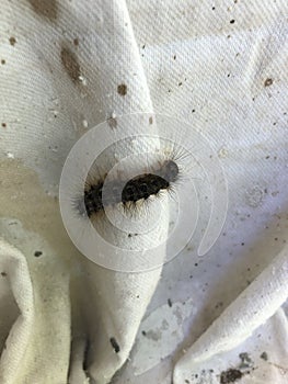 Caterpillar on an outdoor cloth