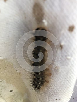 Caterpillar on an outdoor cloth