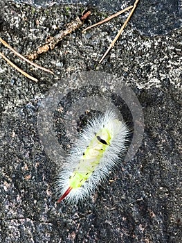 Caterpillar of the pale tussock moth