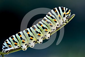 Caterpillar of a Papilio Macaone on green branch photo