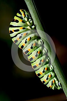Caterpillar of a photo