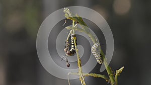 Caterpillar of Papilio machaon