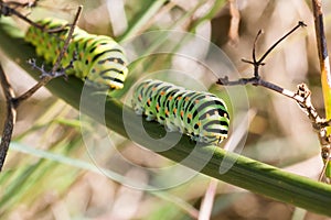 Caterpillar of Papilio machaon photo