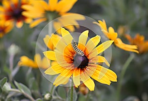 The caterpillar of the Papilio machaon butterfly sitting on the yellow rudbeckia flower or black-eyed susan plant