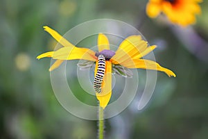 The caterpillar of the Papilio machaon butterfly sitting on the yellow rudbeckia flower or black-eyed susan plant