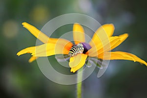 The caterpillar of the Papilio machaon butterfly sitting on the yellow rudbeckia flower or black-eyed susan plant