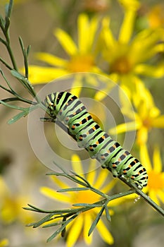 Caterpillar of Papilio machaon Linnaeus photo