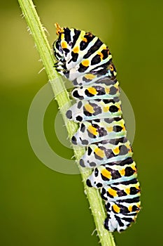 Caterpillar Papilio machaon photo