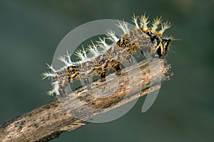 caterpillar of Papilionidae in the head branch