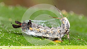 Caterpillar Parasitized by Wasp Larvae
