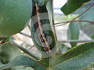 caterpillar on passion fruit leaf photo
