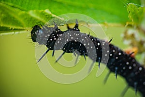 The caterpillar of a peacock butterfly eats on a leaf