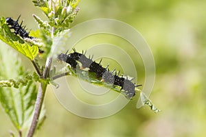 Caterpillar peacock butterfly (Inachis io)