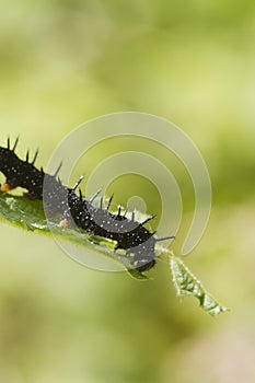 Caterpillar peacock butterfly (Inachis io)