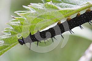 Caterpillar peacock butterfly (Inachis io)