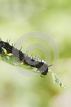 Caterpillar peacock butterfly (Inachis io)