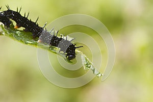 Caterpillar peacock butterfly (Inachis io)