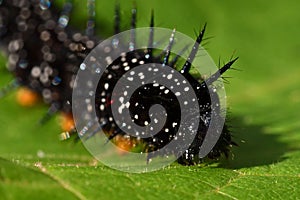 Caterpillar peacock butterfly, Inachis io