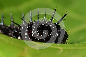 Caterpillar peacock butterfly, Inachis io