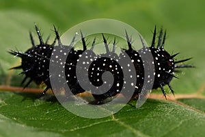 Caterpillar peacock butterfly, Inachis io