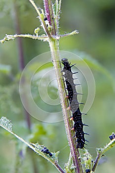 Caterpillar peacock butterfly (Inachis io)