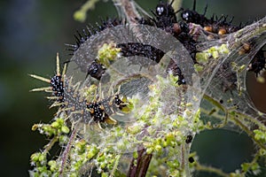 Caterpillar of the peacock butterfly, Inachis io, with newly shed skin