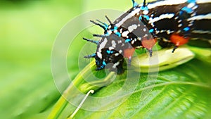 A caterpillar perched on a leaf, against a blurred background. Animal macro photo
