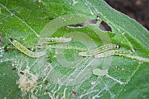 Caterpillar pests