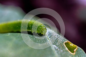 Caterpillar Photo close up art