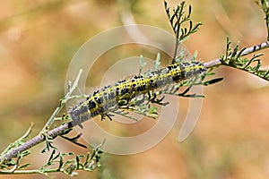 Caterpillar of Pieris brassicae butterfly