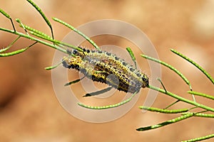 Caterpillar of Pieris brassicae butterfly feeding on plant