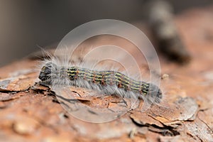 Caterpillar on a pine closeup