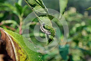 Caterpillar pinning on a leaf