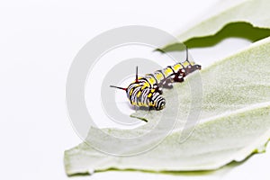 Caterpillar of plain tiger butterfly eating leaf