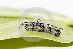 Caterpillar of plain tiger butterfly eating leaf