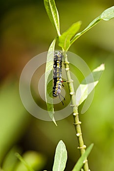 Caterpillar of plain tiger butterfly
