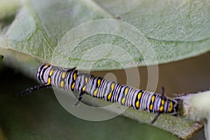 Caterpillar for plain tiger buttterfly feeding on plant