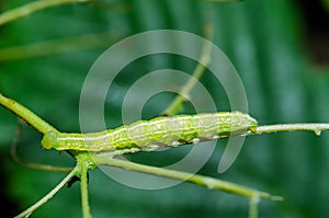 Caterpillar of Plumed prominent on leaf of maple tree