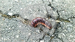 caterpillar is poking around in the asphalt halfway into it.