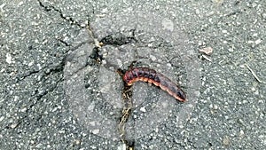 caterpillar is poking around in the asphalt halfway into it.