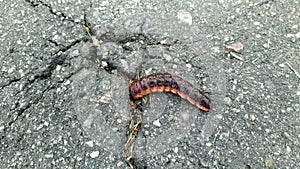 caterpillar is poking around in the asphalt halfway into it.