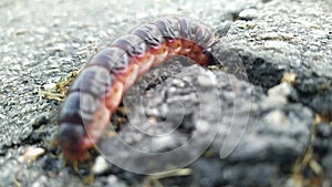 caterpillar is poking around in the asphalt halfway into it.