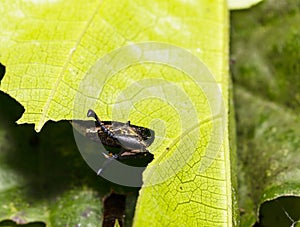 Caterpillar of popinjay butterfly is eating host plant leafs