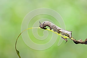 Caterpillar of popinjay butterflyresting on theirs host plant leaf